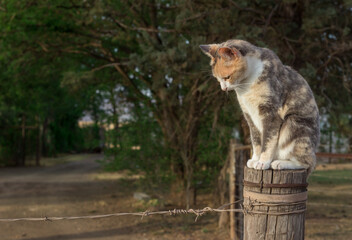 Cat sitting on a farm fence pole looking down - beautiful calico cat outdoors