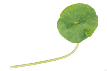 Naklejka na ściany i meble Asiatic Leaf Herb gotu kola, indian pennywort, centella asiatica, tropical herb isolated on white background. ayurveda herbal medicine inhibited or slowed growth of cancer cells Help prevent cancer