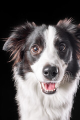 Portrait of happy border collie dog face of black and white color. Isolated on black background.