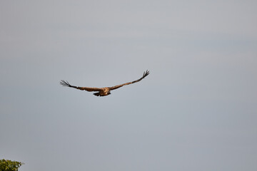 Vulture in flight in Kenya