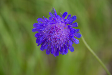 bluebottle also cornflower in german Kornblume also Zyane Cyanus segetum also Centaurea cyanus