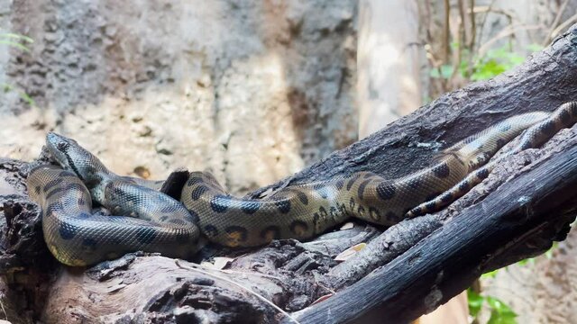 Green anaconda resting on branch.