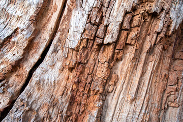old tree cente cut texture