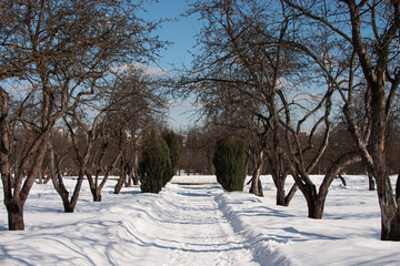 Fototapeta premium background, cold, frost, landscape, nature, outdoor, park, sky, snow, snowy, tree, trees, weather, white, winter