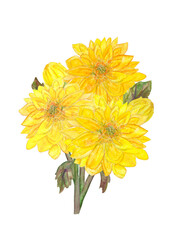 bouquet of yellow chrysanthemum flowers. watercolor painting