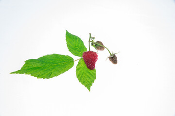 Fresh Ripe raspberry isolated on white background macro © baxys