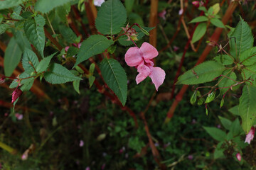 pink flower