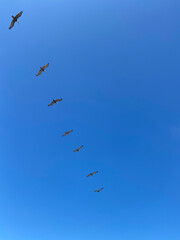 pelicans in flight