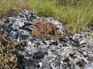 moss on the rock