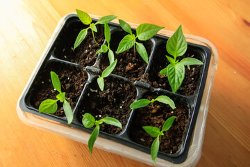 Pepper seedlings in a black container.