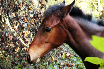 Naklejka premium horse face