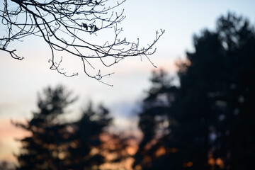 Colorful nature sunset or sunrise background. Silhouette of tree or grass branches and leaves on the field during dusk. Twilight beautiful scenic landscape wallpaper. Natural evening backdrop.