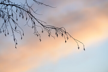 Colorful nature sunset or sunrise background. Silhouette of tree or grass branches and leaves on the field during dusk. Twilight beautiful scenic landscape wallpaper. Natural evening backdrop.