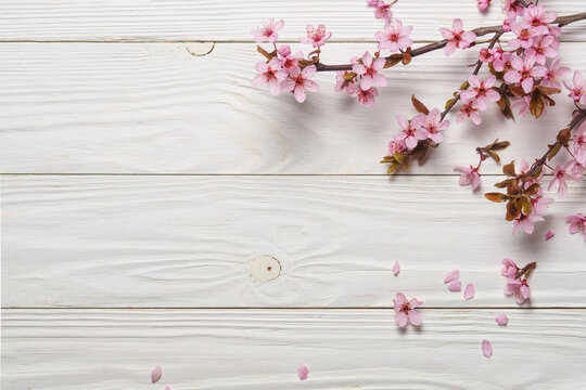 Sakura or cherry blossoming branch on white wooden background.