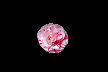 A single isolated Camelia bloom against a black background