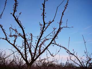 Abricotiers en fleurs - Printemps à Valence, Drôme (26), Auvergne-Rhône-Alpes