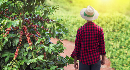 Farmer with hat next on coffee plant with ripe red fruits, ready for harvest, field at sunset. Space for text.