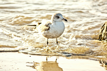 The Ring-Billed Gull commonly referred to as 