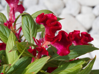 Célosie ou amarante 'crête de coq' - Celosia argentea cristata - à fleurs en épis rose foncé ondulées, veloutées aux longues feuilles pointues vert-clair