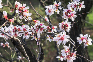 Branches with pink flowers on an almond tree
