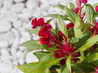 Célosie ou amarante 'crête de coq' - Celosia argentea cristata - à fleurs en épis rose foncé ondulées, veloutées aux longues feuilles pointues vert-clair