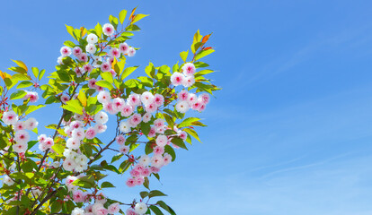 Branch of a blossoming pink Sakura on blue sky background