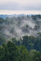 Vaporazing fog over growing trees on overcast sky background