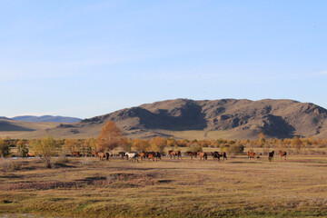 Fototapeta premium Herd of wild horses grazing on autumn meadow. Mares Stallions and Foals multicolored flock of dark Bay, Chestnut, Dun, Black, Dapple Gray, white colors of fur. River, mountain, yellow scenic view