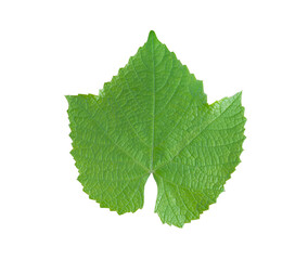 Grape leaf isolated on white background. Perfectly crafted grape leaf for use in collage