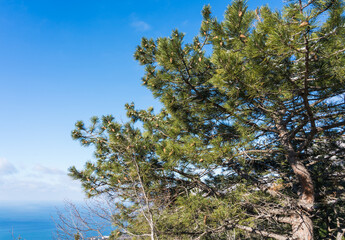 Mountain pine branches with cones on the mountain against the background of blue sea and sky