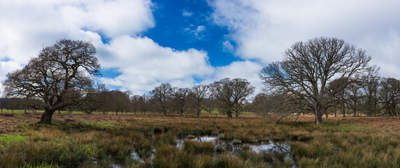 Fields, meadows and old trees, English Village, Devon, England