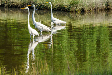 Egrets and Storks in the Marsh, Jenkin's Point