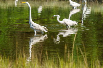 Egrets and Storks in the Marsh, Jenkin's Point