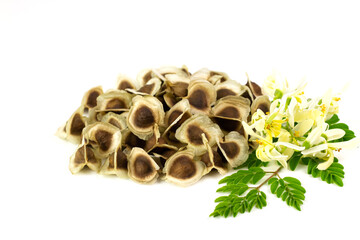 Pile of Moringa seed and moringa flower with leaf isolated on white background. The dried seeds in the pod are ready for propagate. Natural herbs can be extracted into oil for healthcare.