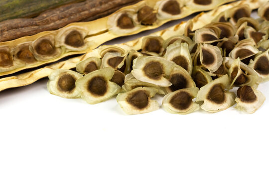 Pile of Moringa seed and moringa pods isolated on white background. The dried seeds in the pod are ready for propagate. Natural herbs can be extracted into oil for healthcare.