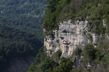 forest in the mountains