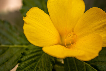 yellow flower Talia  - obrazy, fototapety, plakaty
