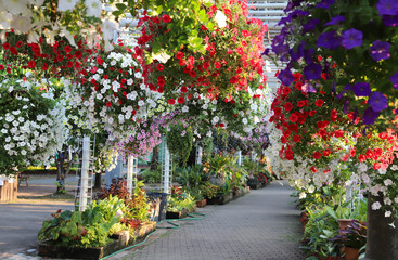Fototapeta na wymiar Colorful petunia flowers hanging in botanic public garden.