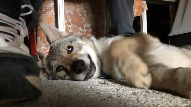 Czechoslovak wolfhound puppy