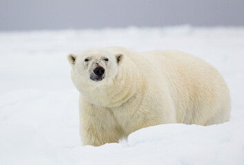 Fototapeta na wymiar Polar bear approaching through Arctic ice 