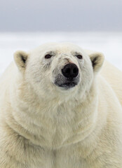 Obraz na płótnie Canvas A Polar bear gets dangerously close to the boat