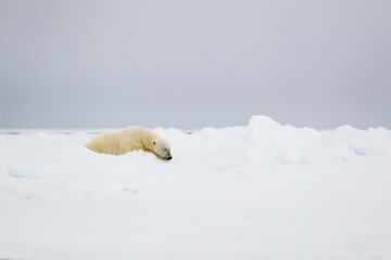 Fototapeta na wymiar Polar bear lazing about on the Arctic ice