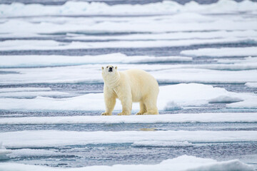 Polar bear in the vast ice expanse of the Arctic ocean.