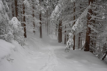 Schneeschuhwanderung Farrenpoint