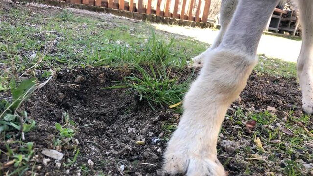 Czechoslovak wolfhound puppydig into the ground