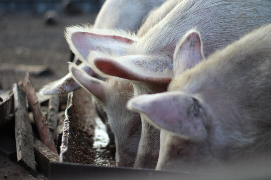 photograph of pink pigs eating food feed from a trough splashing food in pigpen on farm 