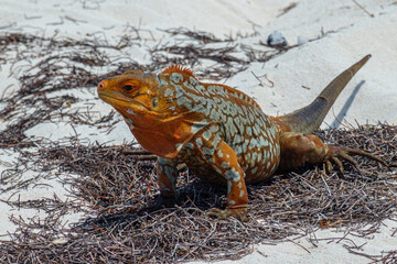 Sandy Cay Iguana, Sandy Cay Exuma, Bahamas