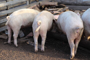 photograph of pink pigs eating food feed from a trough splashing food in pigpen on farm 