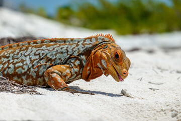 Sandy Cay Iguana, Sandy Cay Exuma, Bahamas