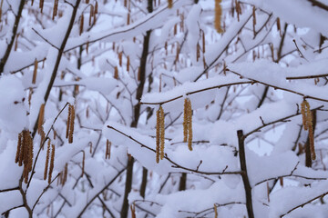 Haselstrauch im Spätwinter